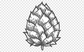 Lúpulo — planta cannabiácea (humulus lupulus) de cuyas flores se extrae la lupulina, una sustancia diccionario médico. Dibujo De Cerveza 3 Lupulos De Aguila Lupulo Blanco Y Negro Hoja Rama Simetria Png Pngwing