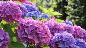Aluminum sulfate works immediately once it's dissolved to lower the ph. Garden Q A Don T Trim Those Hydrangeas