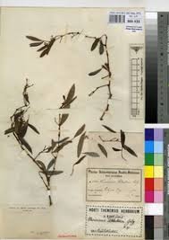 Image result for Rhoicissus revoilii