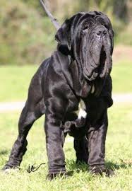 The Best Big Dogs For Your Family Mastiff Breeds Big Dogs Neapolitan Mastiffs