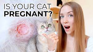 Pregnant cats may all of a sudden have a change in their normal behavior. How To Tell If Your Cat Is Pregnant Without Going To The Vet 6 Major Cat Pregnancy Symptoms Youtube