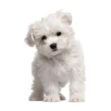 Bon chien chasse de race. Portraits De Chien Le Bichon Maltais Coup De Pouce Chien Bichon Bichon Maltais Portraits De Chiens