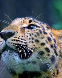 yoshi on twitter panther animals meows