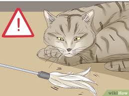 It accumulates in the cervical canal. 3 Ways To Tell If A Cat Is In Labor Wikihow Pet