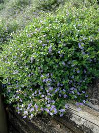 The planting of jacarandas in these locations is part of the wider council program. Angus S Top Ten Australian Groundcovers Gardening With Angus