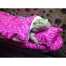 Bearded dragons are agamid lizards in the genus pogona. Bedding New Attachable Resting Bed Covers 4 Bearded Dragon Poshmark