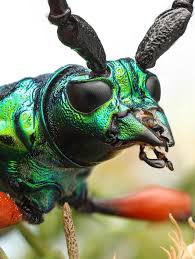 Image result for Buchnera usuiensis