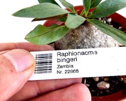 Image result for Raphionacme lanceolata