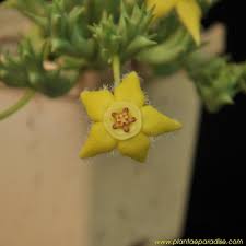 Image result for Orbea semota