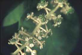 Image result for Phytolaccaceae