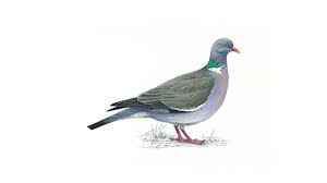 We did not find results for: Wood Pigeon Bird Facts Columba Palumbus The Rspb