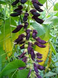 Image result for Mucuna