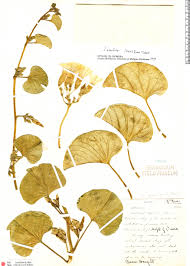 Image result for Ipomoea asarifolia