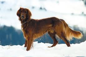 It's also free to list your available puppies and litters on our site. Golden Irish Golden Retriever Irish Setter Mix Guide Info Pictures Care Pet Keen
