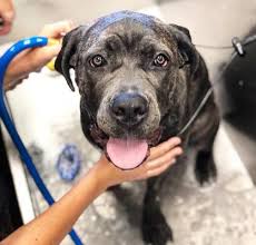 See more of the pooch mobile dog wash gilbert east on facebook. The Dog Spaw 335 N Gilbert Rd Gilbert Az Pet Grooming Mapquest
