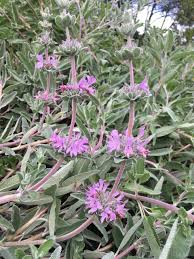 Image result for Salvia stenophylla