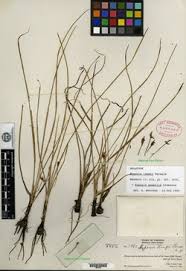 Image result for Hypoxis kilimanjarica