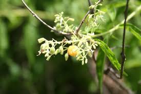 Image result for Hoslundia