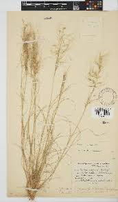 Image result for Stipagrostis uniplumis