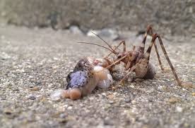 Many forms of roach traps contain toxins that are harmful to children or pets, so you'll need to take precautions to keep them out of reach. Mice Camel Cricket Insecticide