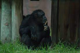 Busch Gardens Tampa Chimpanzee Eating Monkey Chimpanzee Monkey Gorilla