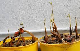 Jual bibit durian, beli bibit durian, bibit durian unggul, pohon durian, cara menanam bibit durian, harga bibit durian, cara merawat bibit durian, tanaman durian, bibit dalam kesempatan ini saya akan sedikit membagikan pengalaman bagaimana cara menanam bibit durian bawor yang tepat. Cara Menanam Durian Dari Biji Agar Cepat Berbuah