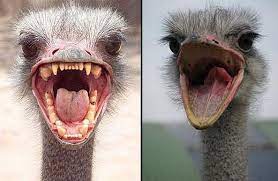 Fake Ostrich With Teeth Ostriches Don T Have Any Teeth As Evidenced By A Real Ostrich Shown On The Right Fake Birds Bird Photo Ostriches