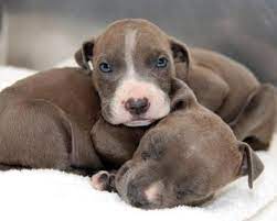 A indianapolis, in 46260 rescue helping to find loving homes for dogs. Pitbull Rescue Indiana Pitbull Puppies