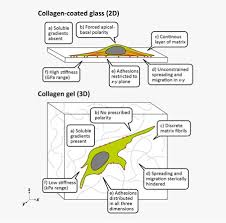 Maybe you would like to learn more about one of these? 3d Cell Culture Vs Traditional 2d Cell Culture Explained