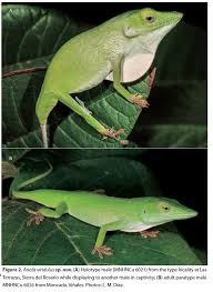 Image result for Isolepis sp.no.1