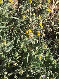 1,051 likes · 7 talking about this · 644 were here. Antelope Valley California Poppy Reserve Snr