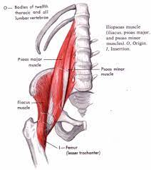 Without adequate hip flexion during swing, knee flexion is more dependent on hamstring muscle activity.59 patients with paralysis of the hip flexor muscles attempt. Exercises For Hip Flexor Tightness Discover Premax Premax