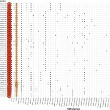 Image result for Elatostema welwitschii