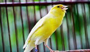 Mp3 Suara Burung Kenari Ngebren Dan Ngerol