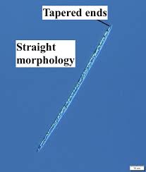 Image result for Cylindropsis