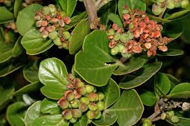 Image result for Searsia lucida