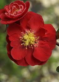 Maybe you would like to learn more about one of these? Double Take Scarlet Quince Chaenomeles Speciosa Proven Winners