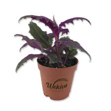 Image result for Gynura