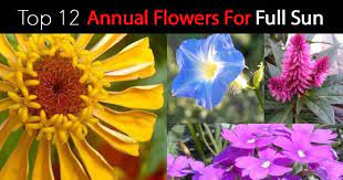 Some will set seed if the flowers are left to produce seed heads and return the following year. Full Sun Flowers 12 Best Annual Bloomers For Summer Color