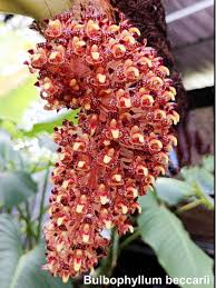 Image result for Bulbophyllum burttii