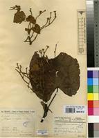 Image result for Pterygota mildbraedii