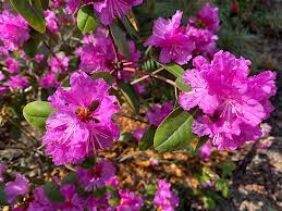 Image result for Rhododendron