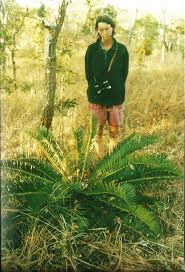 Image result for Encephalartos schmitzii