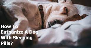 Explain your situation, and i think they will humanely euthanize your dog. How To Euthanize A Dog With Sleeping Pills Pugs Home