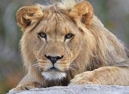 Buffalo Zoo Blog Come Meet Tiberius Zoo Animals Zoo Male Lion