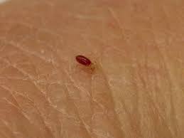 How Big Are Bed Bugs Size Guide Pestseek