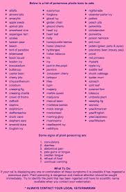 Pin By Jamie Forrest Wood On Cats Toxic Plants For Cats Cat Plants Poisonous Plants