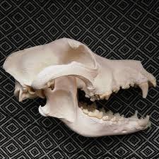 Skull Of A 12 Year Old Male Kangal Thank You Dogskullsandskeletons Skulls Dogskull Animalskull Skullcollection Taxidermy Dog Skull Skull Animal Skulls