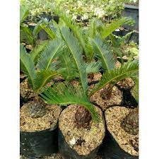 Check spelling or type a new query. Bibit Bunga Hias Mawar Jambe Kecil Shopee Indonesia