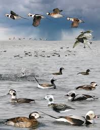 File Long Tailed Duck From The Crossley Id Guide Britain And